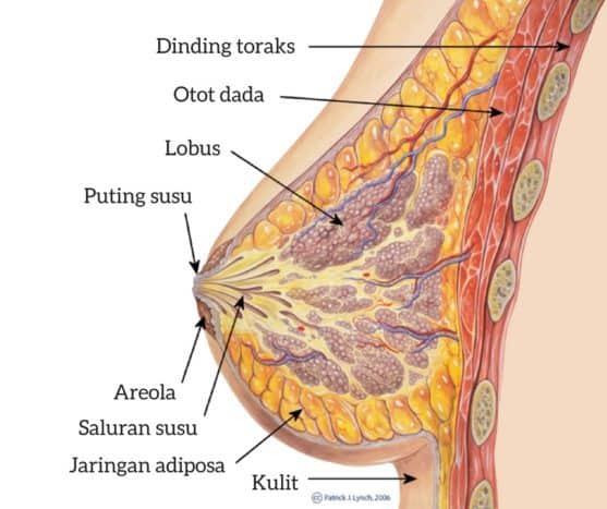 rintojen anatomia