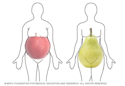 omenoiden ja päärynöiden kehon muoto