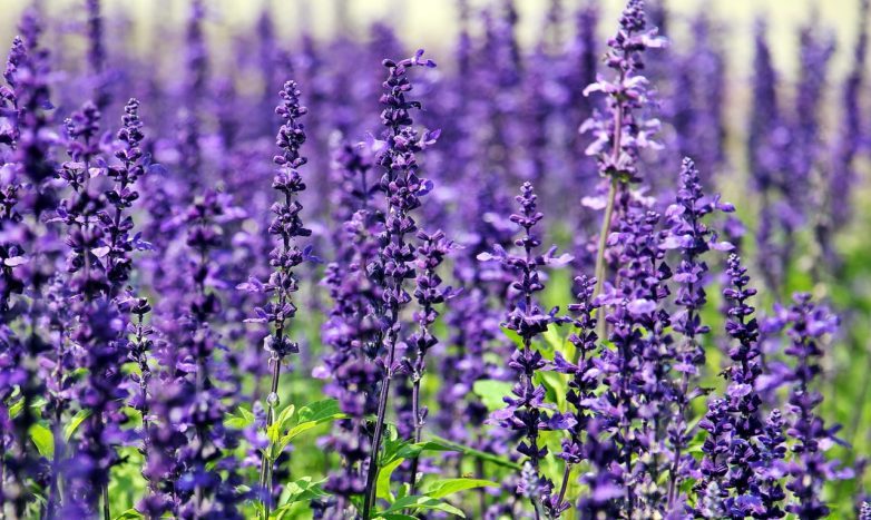 Luonnolliset laventelin ainesosat tukevat hyttysiä