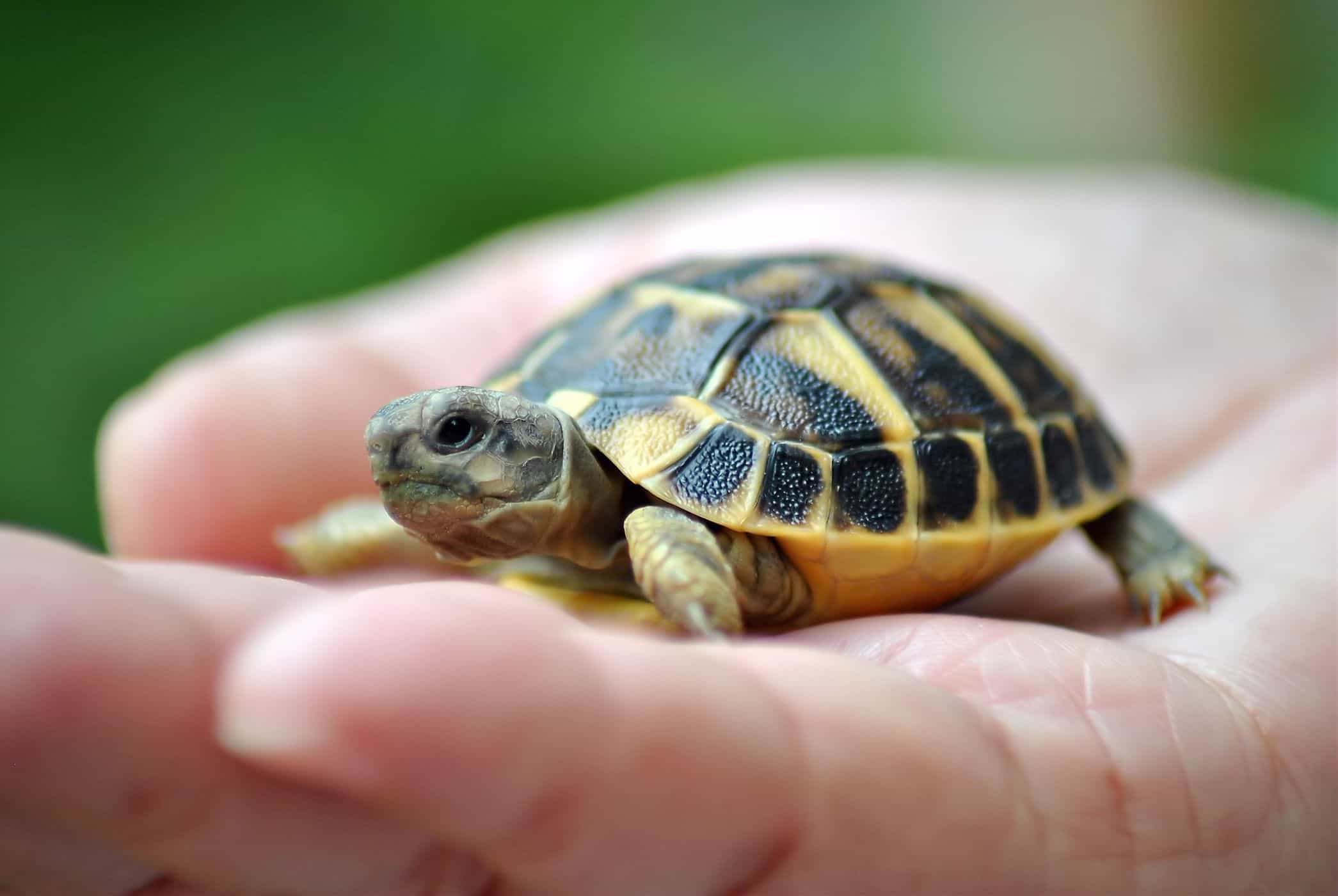 kilpikonnien säilyttäminen lisää salmonellatartunnan riskiä