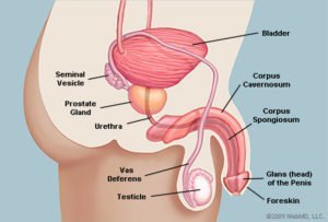 Peniksen anatomia näyttää sivuttain (lähde: WebMD)